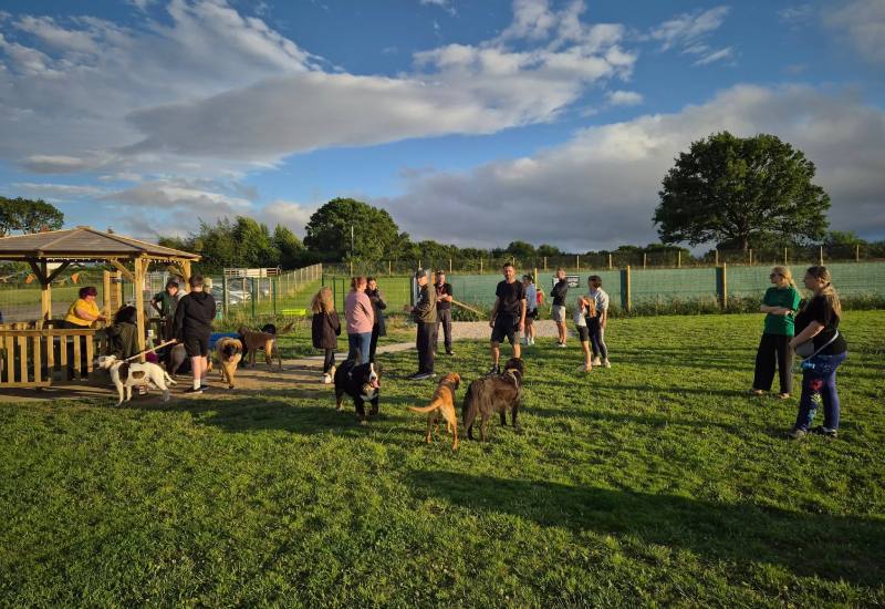 Doggy Socials
