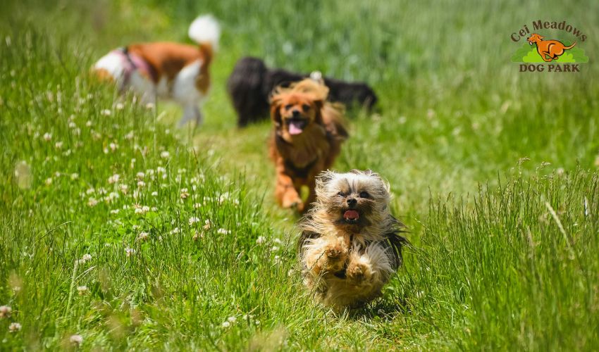 Dog Walking at Cei Meadows