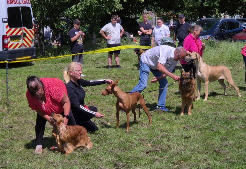 Dog Show