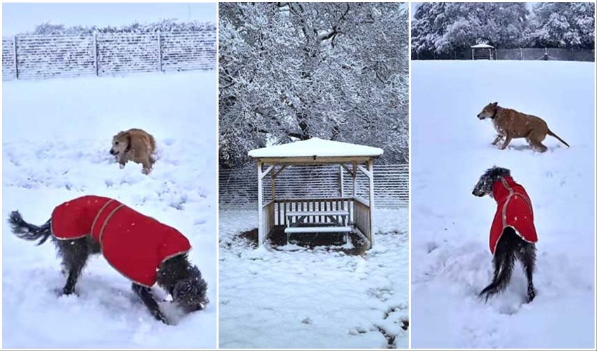 Snow at Cei Meadows