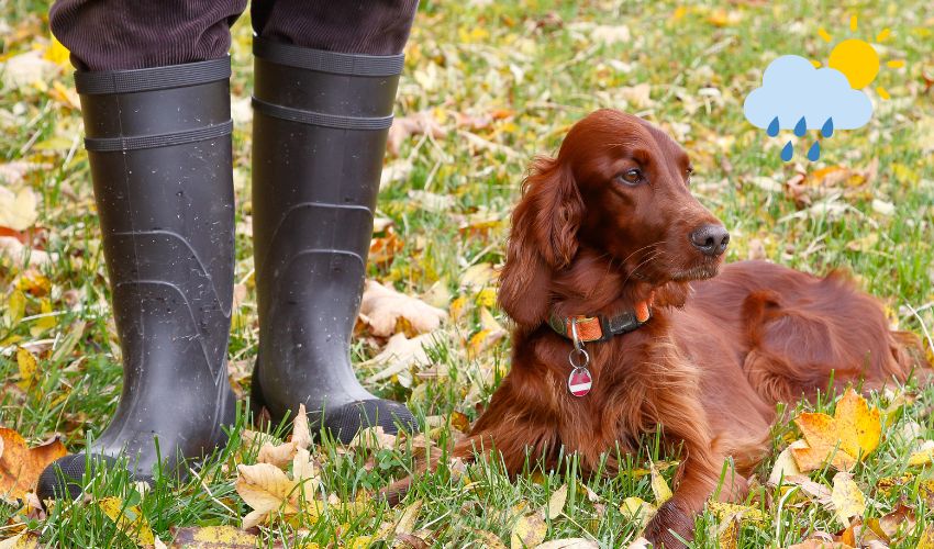 October at the Dog Walking Park