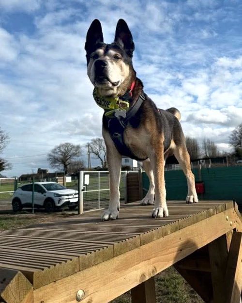 Cei Meadows Dog Park