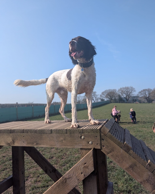 Cei Meadows Dog Park