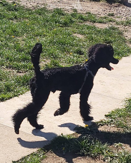 Cei Meadows Dog Park