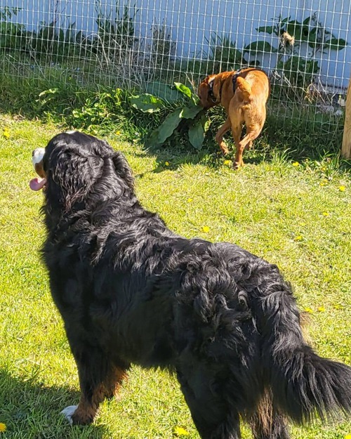 Cei Meadows Dog Park