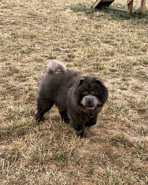 Cei Meadows Dog Park