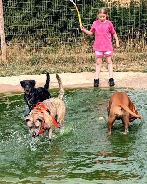 Cei Meadows Dog Park