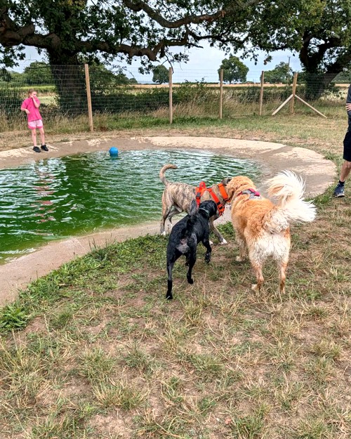 Cei Meadows Dog Park