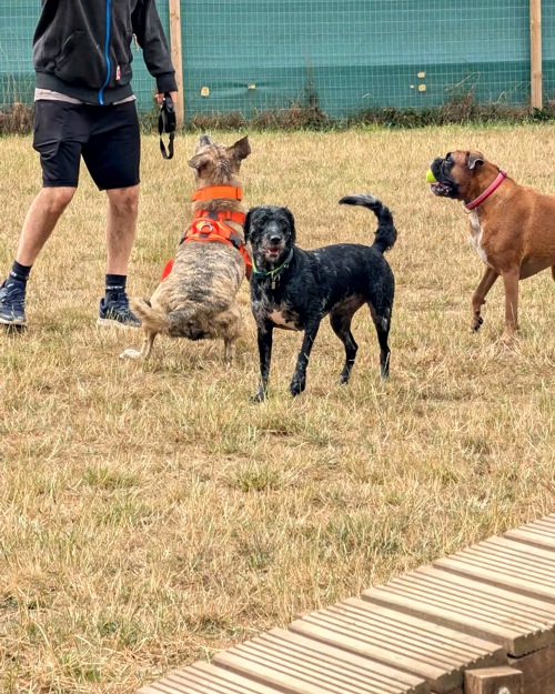 Cei Meadows Dog Park