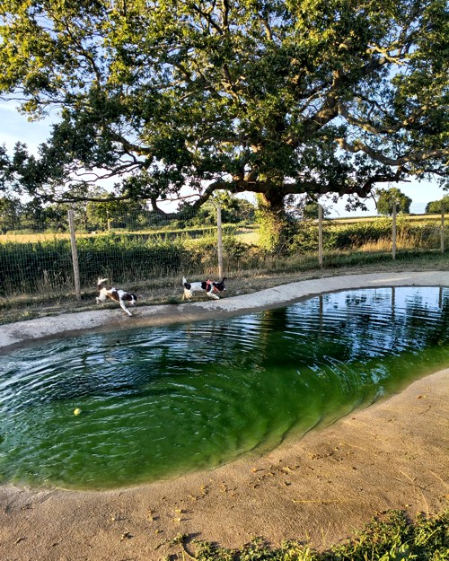 Cei Meadows Dog Park