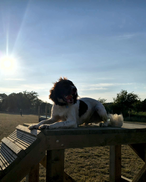 Cei Meadows Dog Park