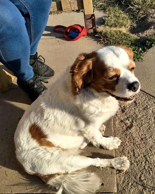 Cei Meadows Dog Park