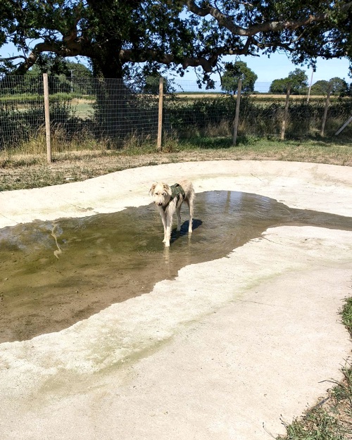 Cei Meadows Dog Park