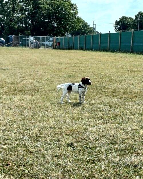 Cei Meadows Dog Park