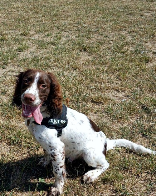 Cei Meadows Dog Park
