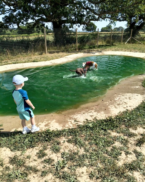 Cei Meadows Dog Park