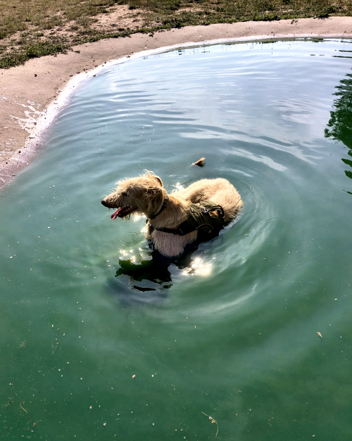 Cei Meadows Dog Park