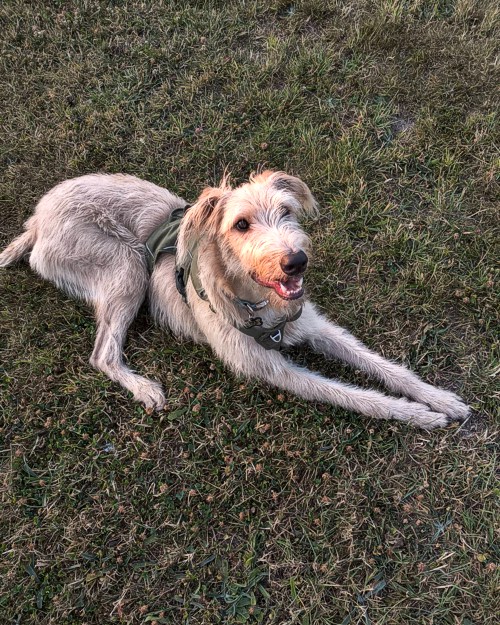 Cei Meadows Dog Park