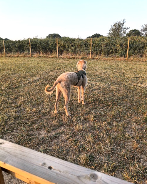 Cei Meadows Dog Park