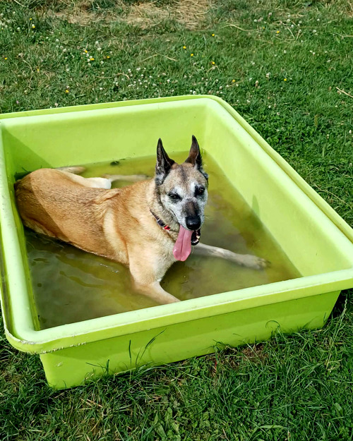 Cei Meadows Dog Park