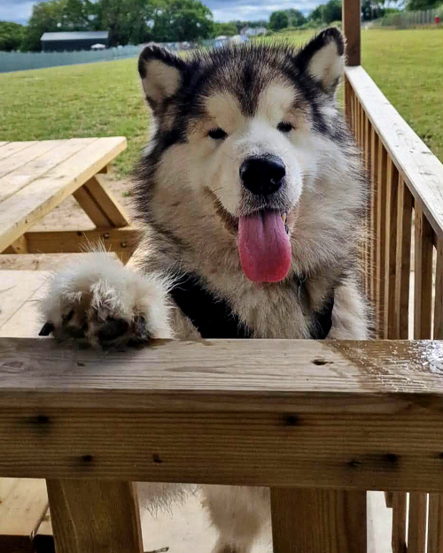 Cei Meadows Dog Park