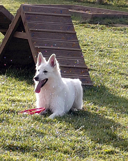 Cei Meadows Dog Park
