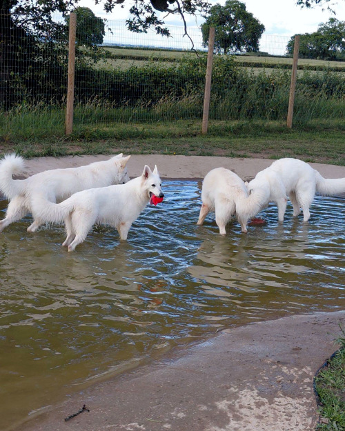 Cei Meadows Dog Park