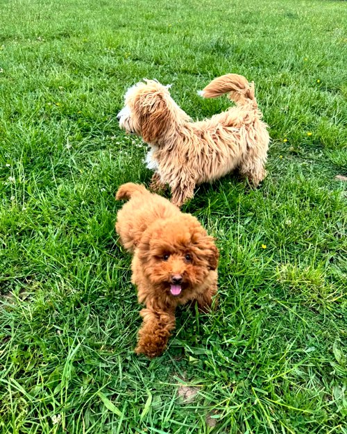 Cei Meadows Dog Park