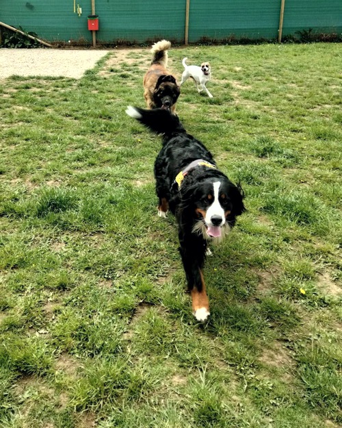 Cei Meadows Dog Park