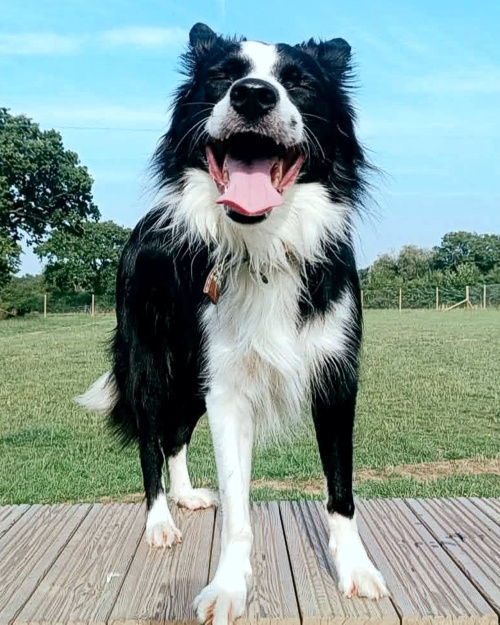 Cei Meadows Dog Park