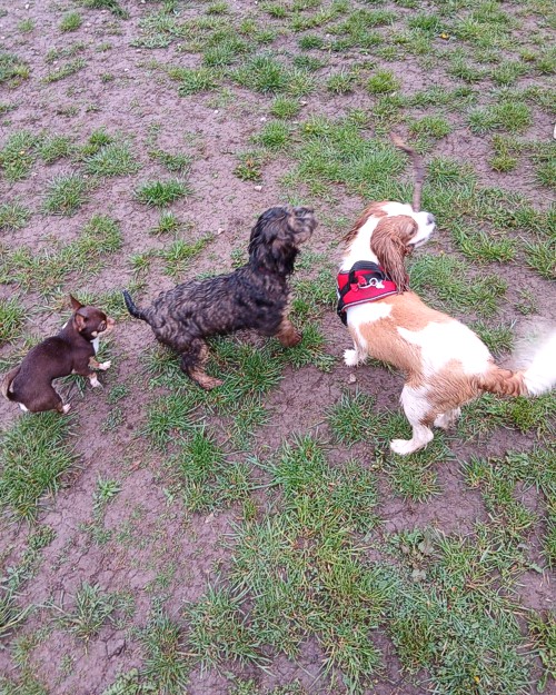 Cei Meadows Dog Park