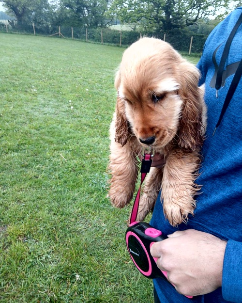 Cei Meadows Dog Park