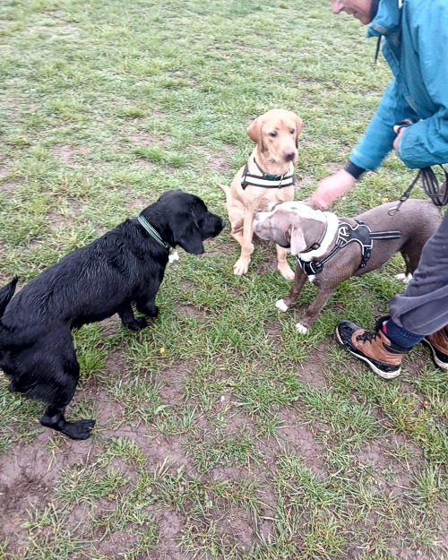 Cei Meadows Dog Park