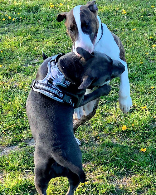 Cei Meadows Dog Park