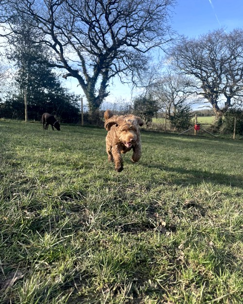 Cei Meadows Dog Park