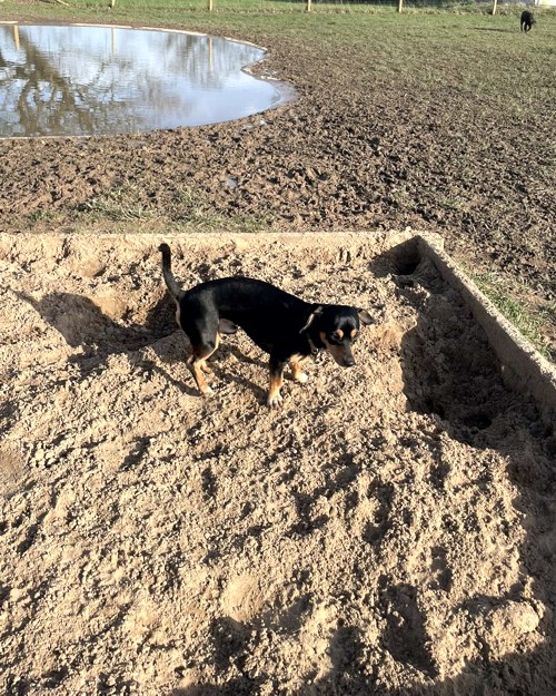 Cei Meadows Dog Park