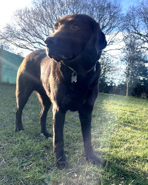 Cei Meadows Dog Park