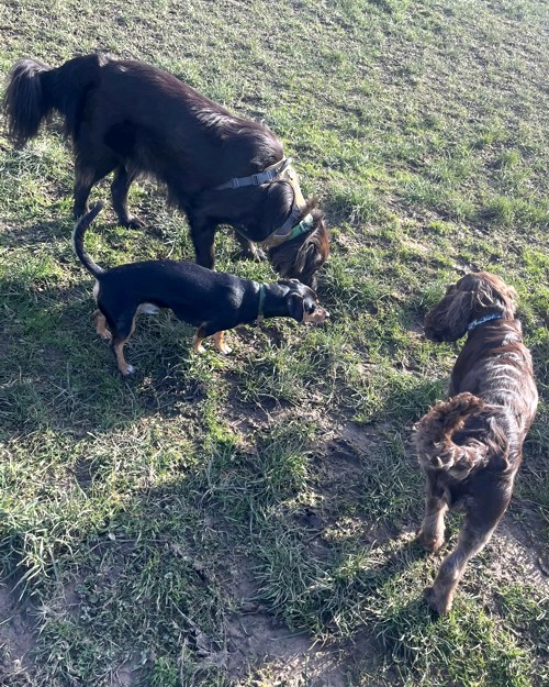 Cei Meadows Dog Park