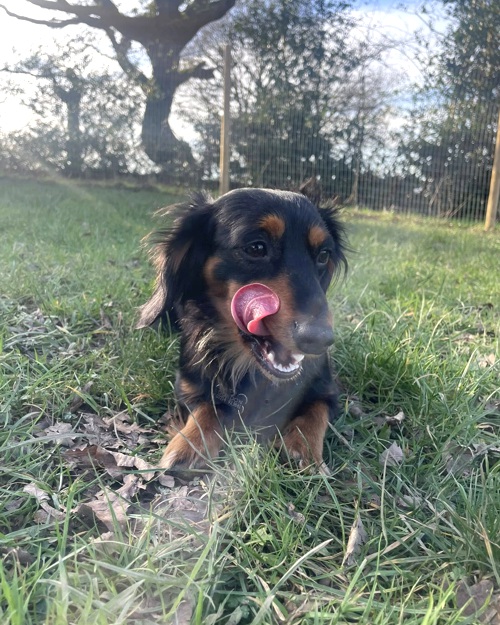 Cei Meadows Dog Park