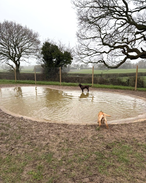 Cei Meadows Dog Park