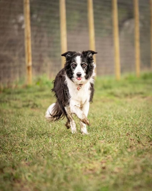 Cei Meadows Dog Park