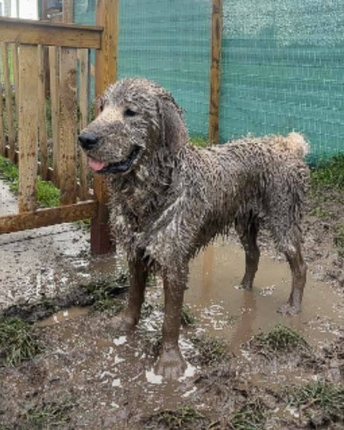 Cei Meadows Dog Park