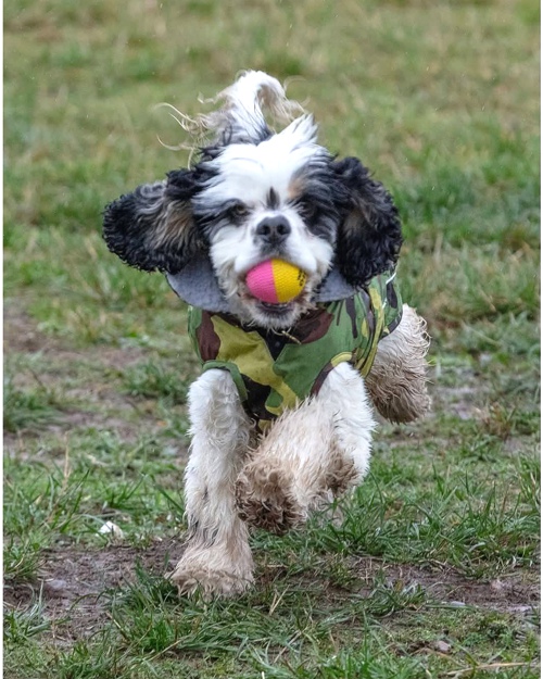 Cei Meadows Dog Park