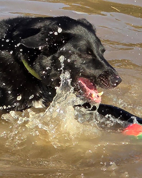 Cei Meadows Dog Park