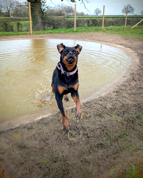 Cei Meadows Dog Park