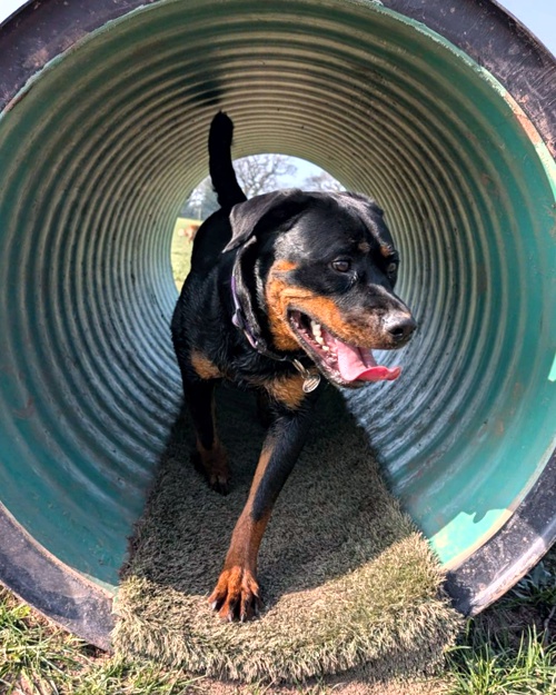 Cei Meadows Dog Park