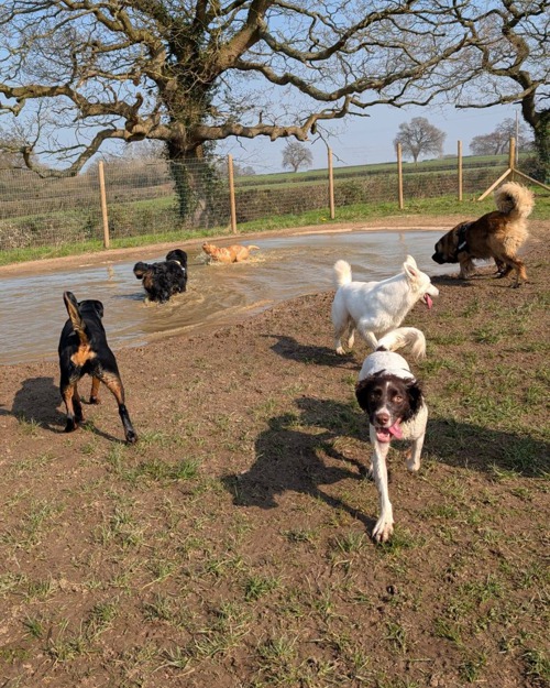 Cei Meadows Dog Park